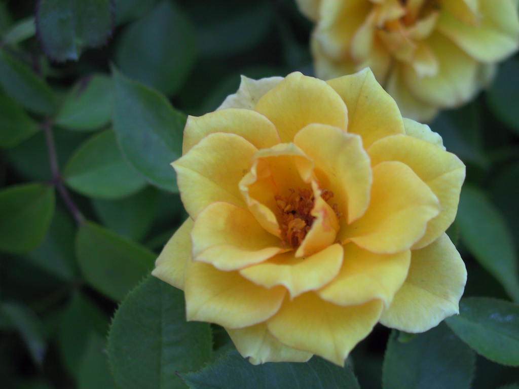 Rosa moschata Yellow Doll.jpg